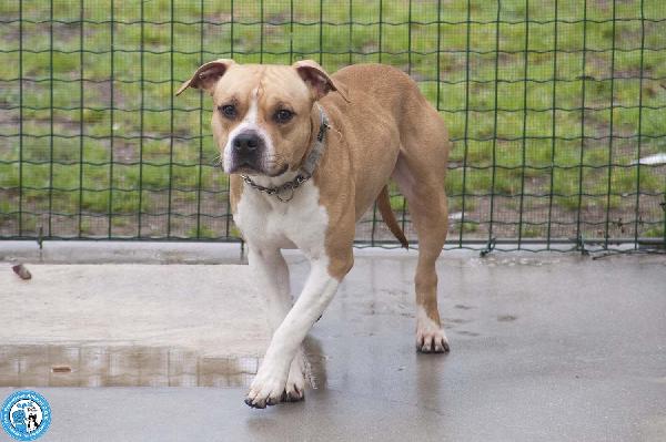 Tuono: un gentilcane in abito da bullo Foto 5